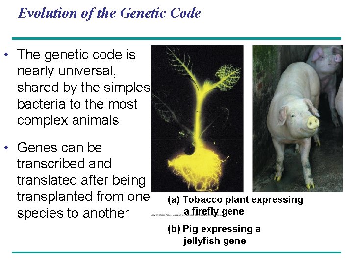 Evolution of the Genetic Code • The genetic code is nearly universal, shared by