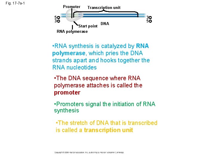 Fig. 17 -7 a-1 Promoter Transcription unit 5 3 Start point RNA polymerase DNA