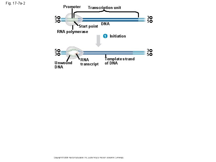 Fig. 17 -7 a-2 Promoter Transcription unit 5 3 Start point RNA polymerase 3