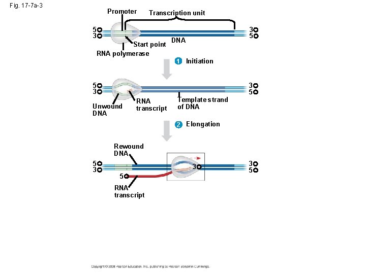 Fig. 17 -7 a-3 Promoter Transcription unit 5 3 Start point RNA polymerase 3