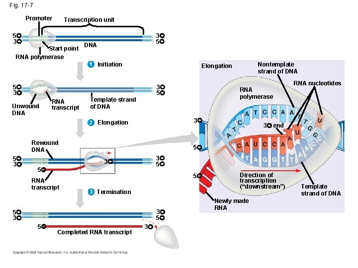 Fig. 17 -7 Promoter Transcription unit 5 3 Start point RNA polymerase 3 5