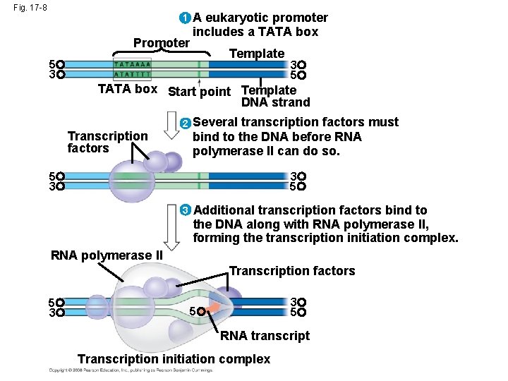 Fig. 17 -8 1 Promoter A eukaryotic promoter includes a TATA box Template 5