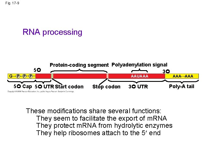 Fig. 17 -9 RNA processing 5 G P Protein-coding segment Polyadenylation signal 3 5