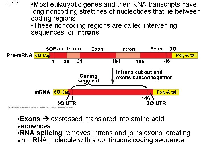 Fig. 17 -10 • Most eukaryotic genes and their RNA transcripts have long noncoding