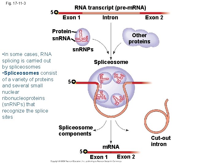 Fig. 17 -11 -3 5 RNA transcript (pre-m. RNA) Exon 1 Intron Protein sn.