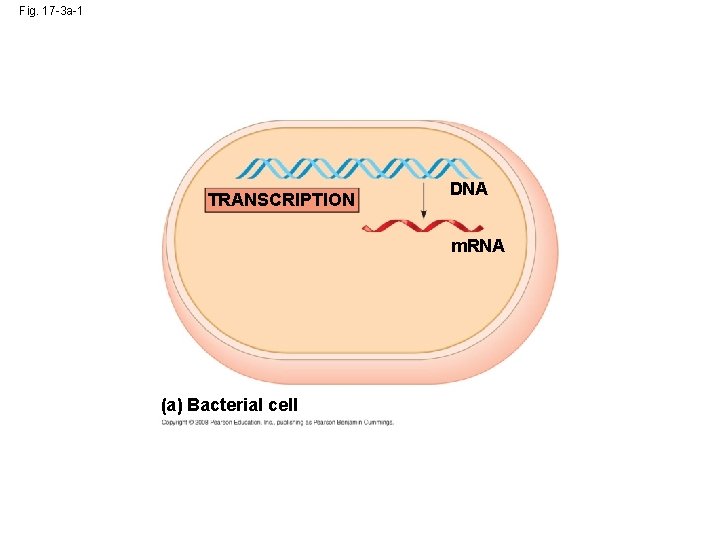 Fig. 17 -3 a-1 TRANSCRIPTION DNA m. RNA (a) Bacterial cell 