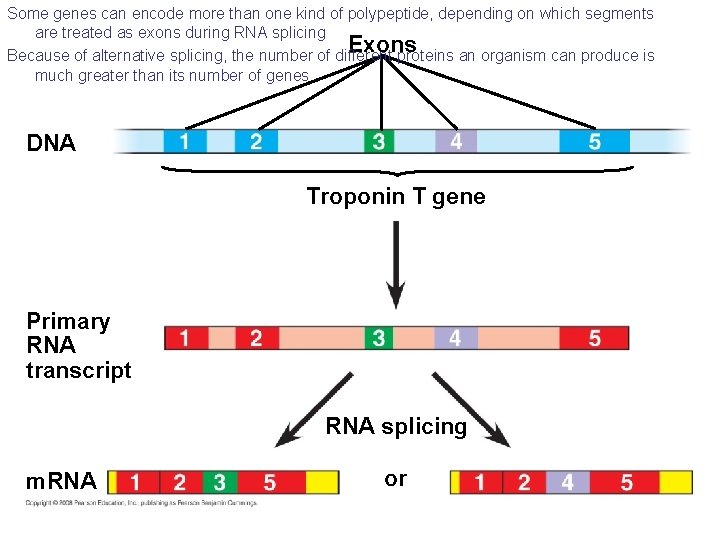Some genes can encode more than one kind of polypeptide, depending on which segments