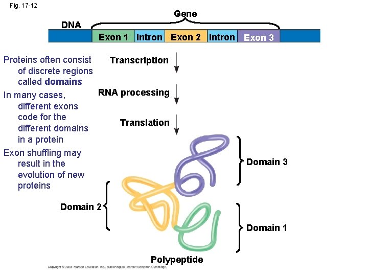 Fig. 17 -12 Gene DNA Exon 1 Intron Exon 2 Intron Exon 3 Proteins