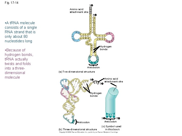 Fig. 17 -14 3 Amino acid attachment site 5 • A t. RNA molecule