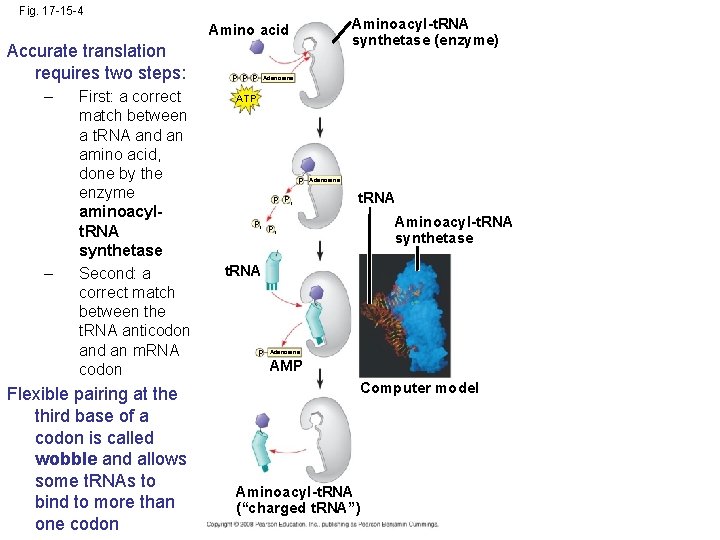 Fig. 17 -15 -4 Aminoacyl-t. RNA synthetase (enzyme) Amino acid Accurate translation requires two