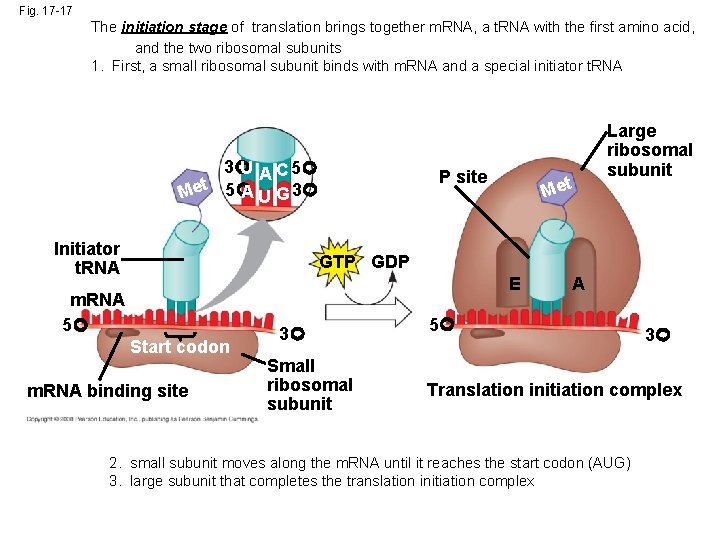 Fig. 17 -17 The initiation stage of translation brings together m. RNA, a t.