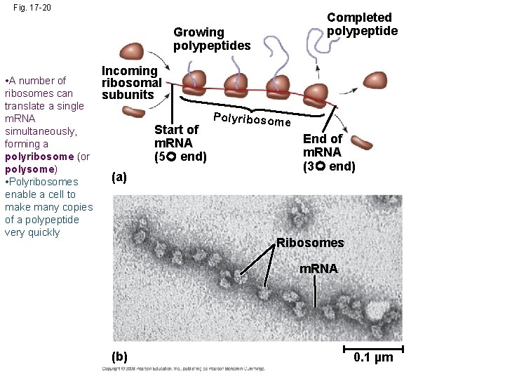 Fig. 17 -20 Completed polypeptide Growing polypeptides • A number of ribosomes can translate