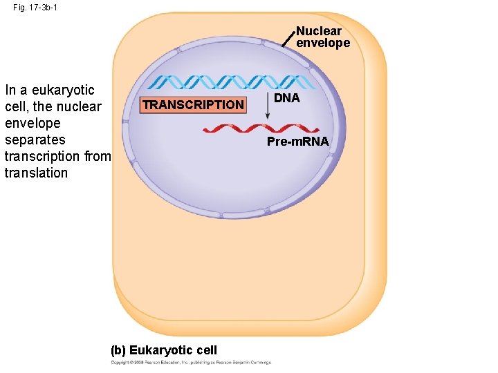Fig. 17 -3 b-1 Nuclear envelope In a eukaryotic cell, the nuclear envelope separates