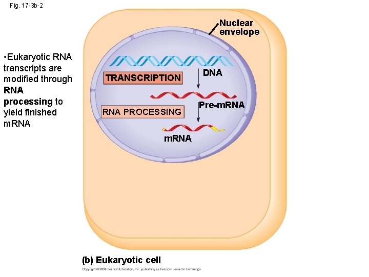 Fig. 17 -3 b-2 Nuclear envelope • Eukaryotic RNA transcripts are modified through RNA