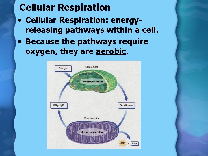 The Krebs Cycle Electron Transport Cellular Respiration Cellular