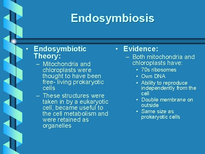 Endosymbiosis • Endosymbiotic Theory: – Mitochondria and chloroplasts were thought to have been free-