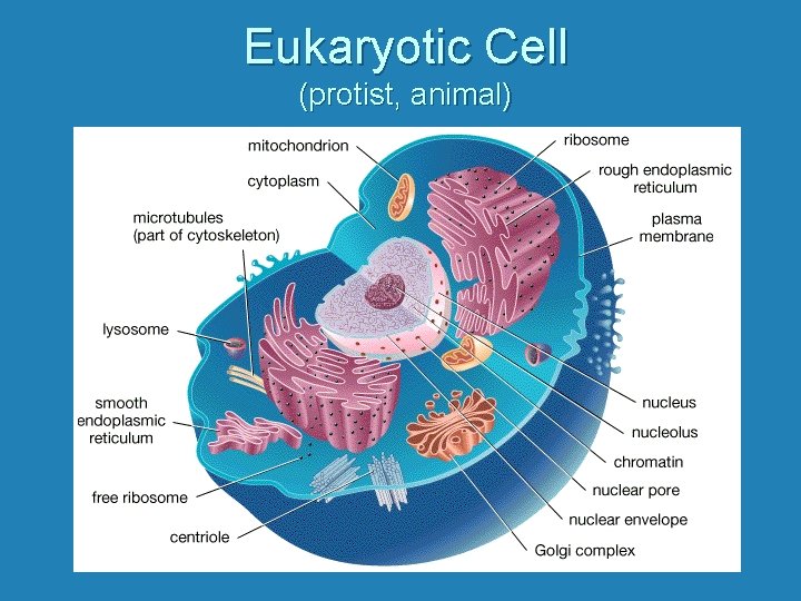 Eukaryotic Cell (protist, animal) 