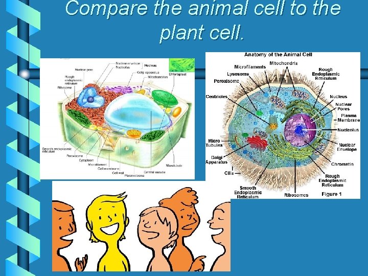 Compare the animal cell to the plant cell. 