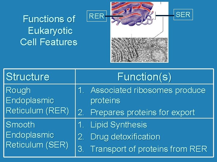 Functions of Eukaryotic Cell Features Structure SER RER Function(s) Rough 1. Associated ribosomes produce