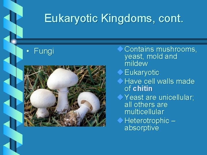 Eukaryotic Kingdoms, cont. • Fungi Contains mushrooms, yeast, mold and mildew Eukaryotic Have cell