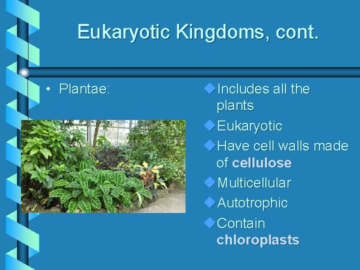 Eukaryotic Kingdoms, cont. • Plantae: Includes all the plants Eukaryotic Have cell walls made