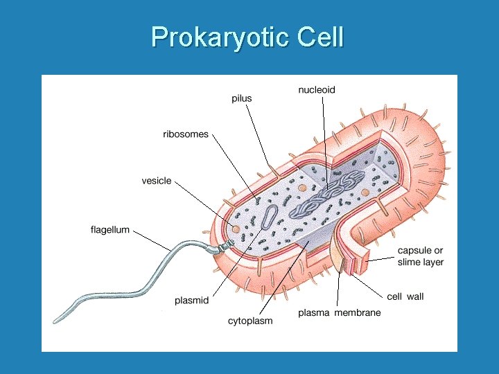 Prokaryotic Cell 