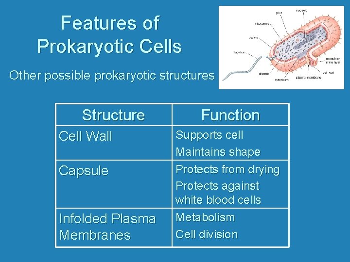 Features of Prokaryotic Cells Other possible prokaryotic structures Structure Cell Wall Capsule Infolded Plasma