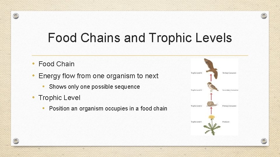 Food Chains and Trophic Levels • Food Chain • Energy flow from one organism