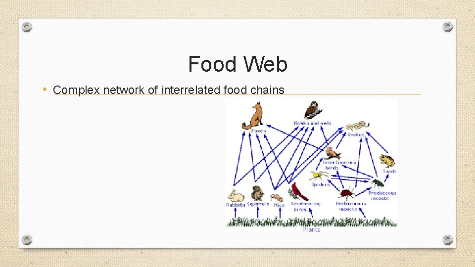 Food Web • Complex network of interrelated food chains 