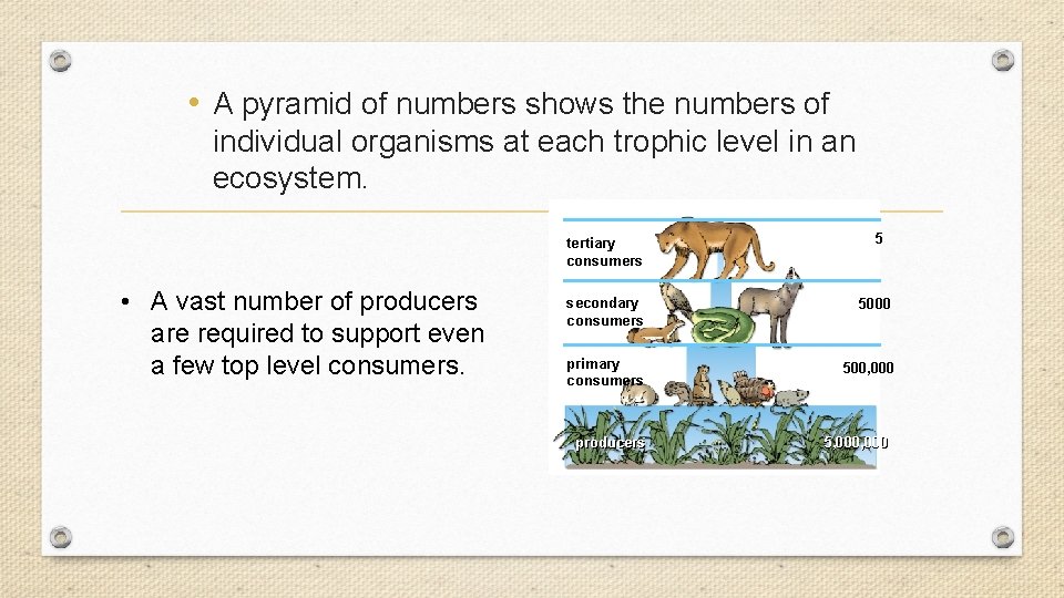  • A pyramid of numbers shows the numbers of individual organisms at each