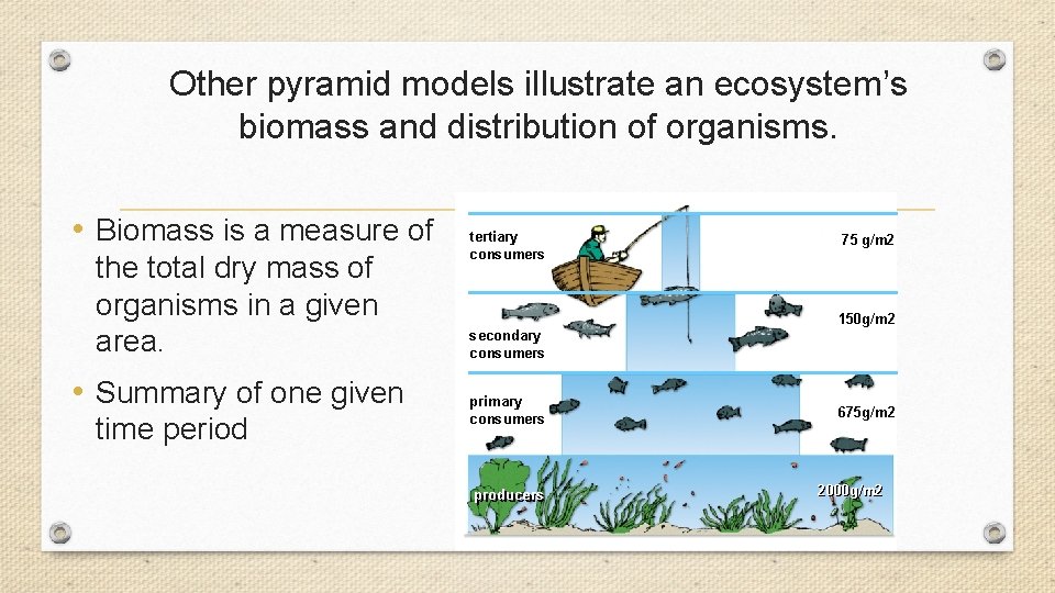 Other pyramid models illustrate an ecosystem’s biomass and distribution of organisms. • Biomass is