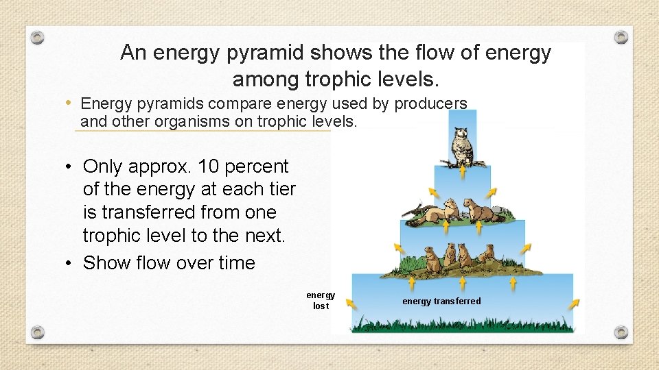 An energy pyramid shows the flow of energy among trophic levels. • Energy pyramids