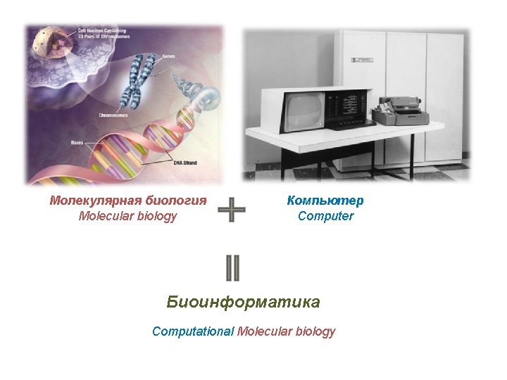 Молекулярная биология Molecular biology Компьютер Computer Биоинформатика Computational Molecular biology 