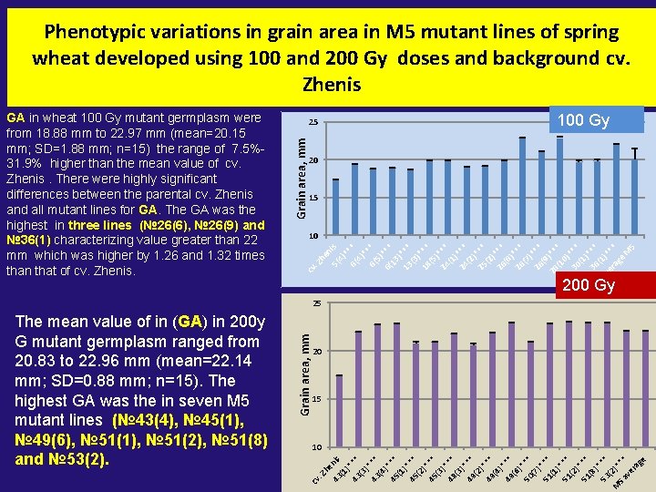 Phenotypic variations in grain area in M 5 mutant lines of spring wheat developed