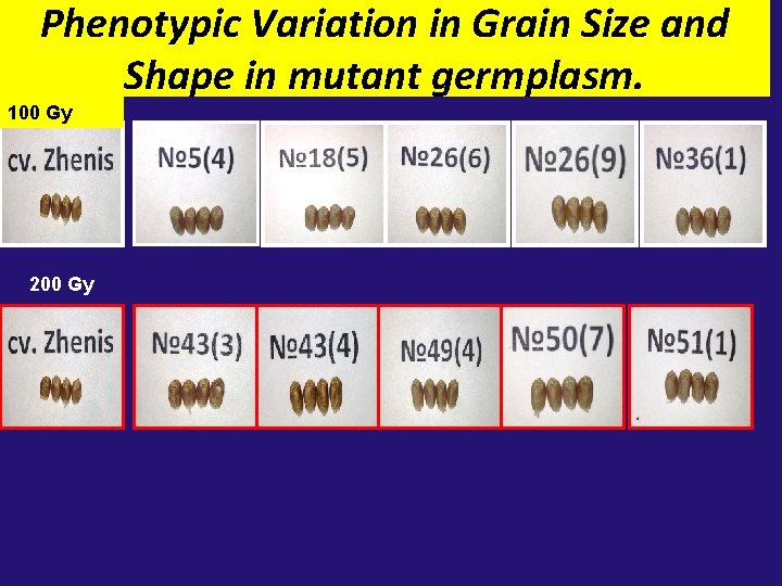 Phenotypic Variation in Grain Size and Shape in mutant germplasm. 100 Gy 200 Gy