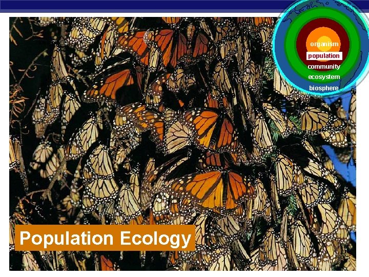 organism population community ecosystem biosphere Population Ecology AP Biology 