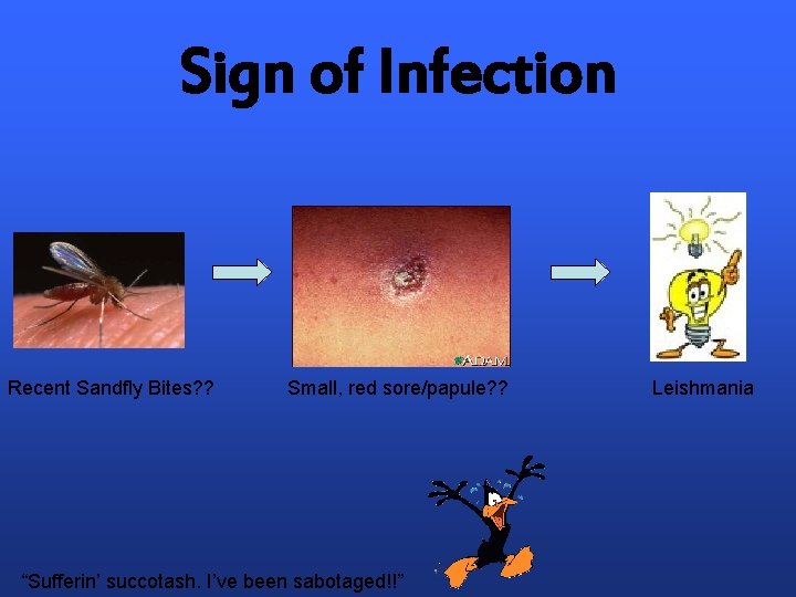 Sign of Infection Recent Sandfly Bites? ? Small, red sore/papule? ? “Sufferin’ succotash. I’ve