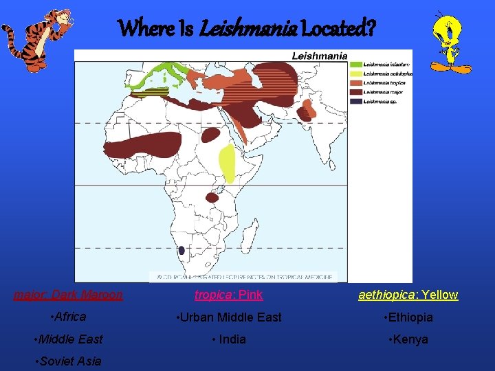 Where Is Leishmania Located? major: Dark Maroon tropica: Pink aethiopica: Yellow • Africa •