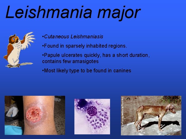 Leishmania major • Cutaneous Leishmaniasis • Found in sparsely inhabited regions. • Papule ulcerates