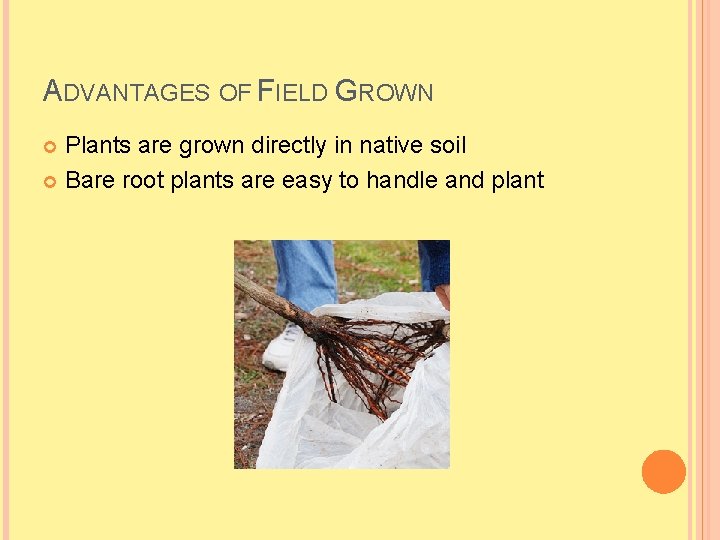 ADVANTAGES OF FIELD GROWN Plants are grown directly in native soil Bare root plants