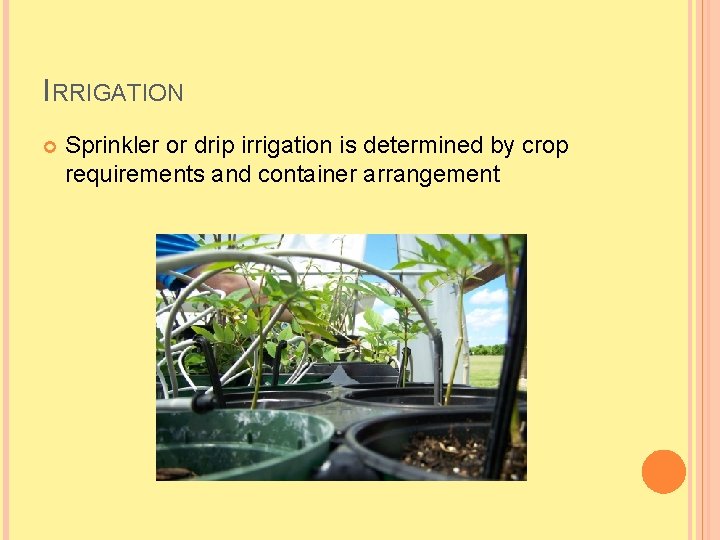 IRRIGATION Sprinkler or drip irrigation is determined by crop requirements and container arrangement 