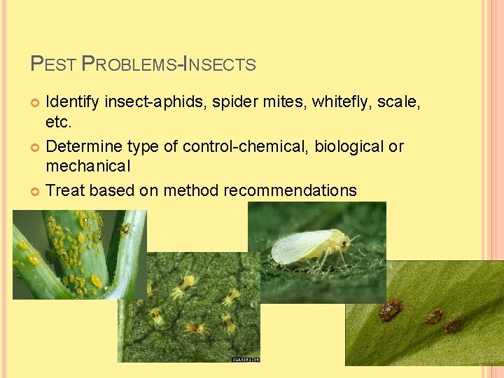 PEST PROBLEMS-INSECTS Identify insect-aphids, spider mites, whitefly, scale, etc. Determine type of control-chemical, biological