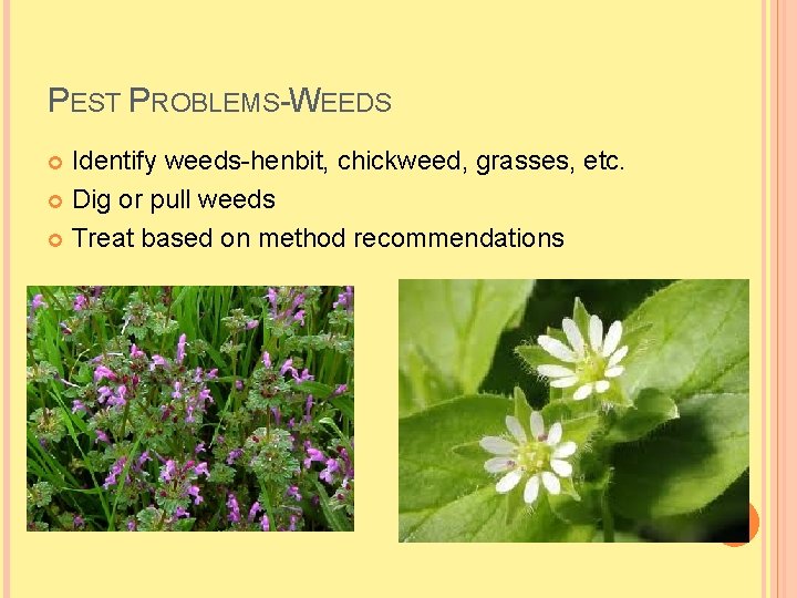 PEST PROBLEMS-WEEDS Identify weeds-henbit, chickweed, grasses, etc. Dig or pull weeds Treat based on