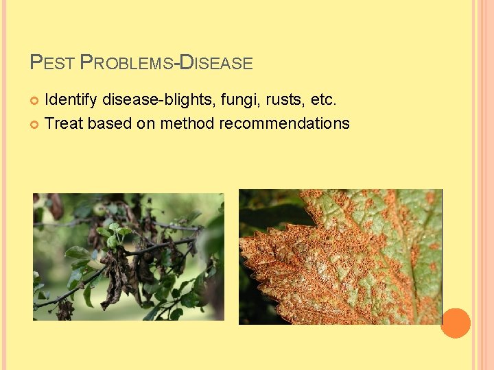 PEST PROBLEMS-DISEASE Identify disease-blights, fungi, rusts, etc. Treat based on method recommendations 