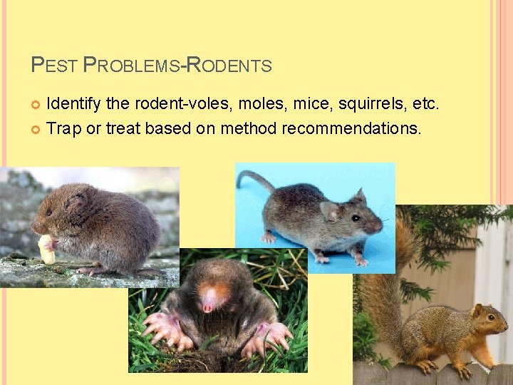 PEST PROBLEMS-RODENTS Identify the rodent-voles, mice, squirrels, etc. Trap or treat based on method