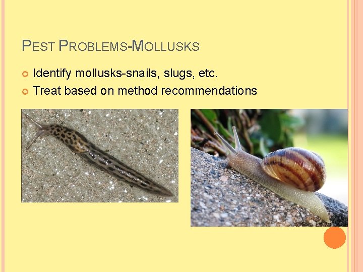 PEST PROBLEMS-MOLLUSKS Identify mollusks-snails, slugs, etc. Treat based on method recommendations 