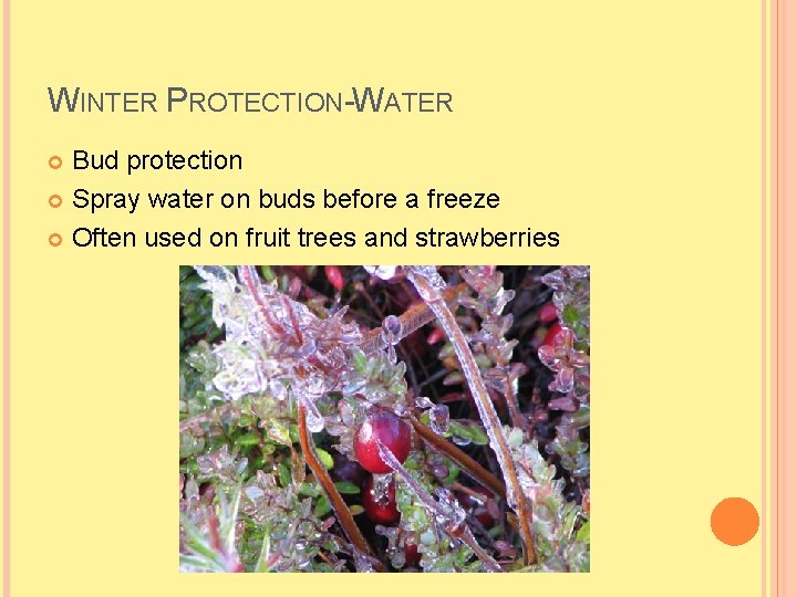 WINTER PROTECTION-WATER Bud protection Spray water on buds before a freeze Often used on