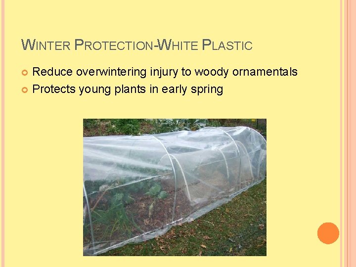 WINTER PROTECTION-WHITE PLASTIC Reduce overwintering injury to woody ornamentals Protects young plants in early