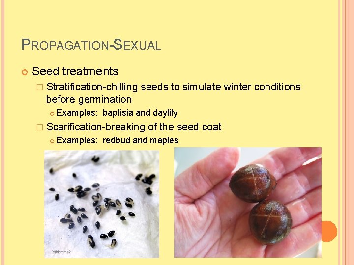 PROPAGATION-SEXUAL Seed treatments � Stratification-chilling seeds to simulate winter conditions before germination Examples: baptisia