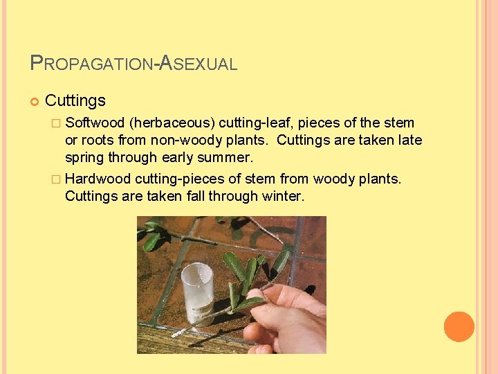 PROPAGATION-ASEXUAL Cuttings � Softwood (herbaceous) cutting-leaf, pieces of the stem or roots from non-woody